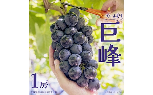巨峰 １房【2026年7月上旬発送開始】 (茨城県共通返礼品：大子町) ぶどう 葡萄 ブドウ フルーツ 果物 スイーツ