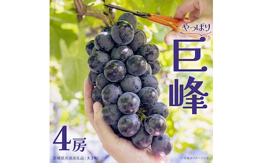巨峰 ４房 【2026年7月上旬発送開始】(茨城県共通返礼品：大子町) ぶどう 葡萄 ブドウ フルーツ 果物 スイーツ