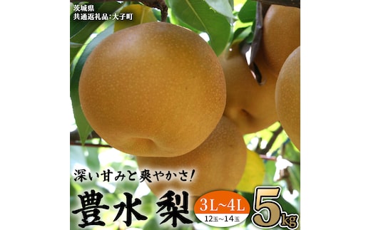 茨城県産 梨 豊水 サイズ おまかせ （ 3L～4L ） 5kg （ 12～14玉 ） 【2026年9月上旬発送開始】 (茨城県共通返礼品：大子町) 梨 なし ナシ 果物 くだもの 季節 フルーツ デザート 旬果 