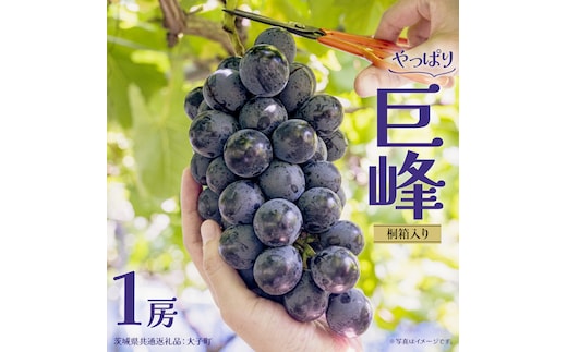 【桐箱入り】 巨峰 １房【2026年7月上旬発送開始】 (茨城県共通返礼品：大子町) ぶどう 葡萄 ブドウ フルーツ 果物 スイーツ ギフト 贈答用 贈り物 プレゼント