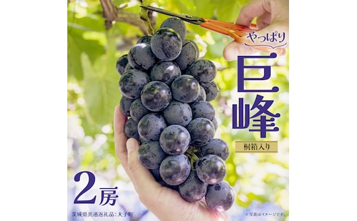 【桐箱入り】 巨峰 ２房 【2026年7月上旬発送開始】(茨城県共通返礼品：大子町) ぶどう 葡萄 ブドウ フルーツ 果物 スイーツ ギフト 贈答用 贈り物 プレゼント