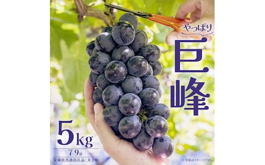 巨峰 5kg (7～9房) 【2026年7月上旬発送開始】(茨城県共通返礼品：大子町) ぶどう 葡萄 ブドウ フルーツ 果物 スイーツ