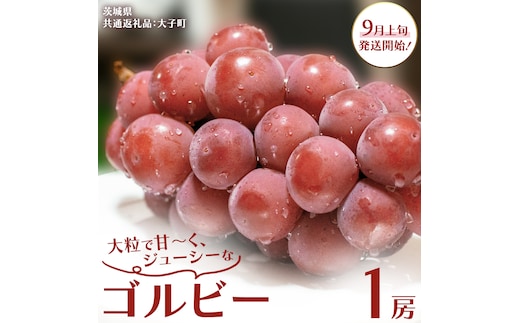 ゴルビー １房【2026年9月上旬発送開始】(茨城県共通返礼品：大子町) ぶどう ブドウ 葡萄 果物 フルーツ 果実