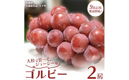 ゴルビー ２房【2026年9月上旬発送開始】(茨城県共通返礼品：大子町) ぶどう ブドウ 葡萄 果物 フルーツ 果実