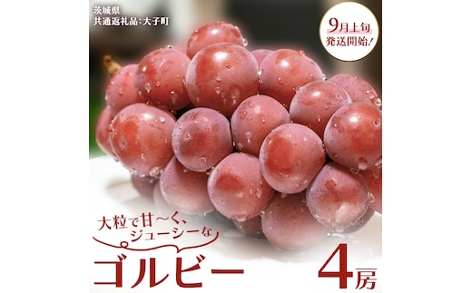 ゴルビー ４房【2026年9月上旬発送開始】(茨城県共通返礼品：大子町) ぶどう ブドウ 葡萄 果物 フルーツ 果実