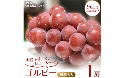 【桐箱入り】 ゴルビー １房【2026年9月上旬発送開始】(茨城県共通返礼品：大子町) ぶどう ブドウ 葡萄 果物 フルーツ 果実 贈答用 ギフト 贈り物 プレゼント