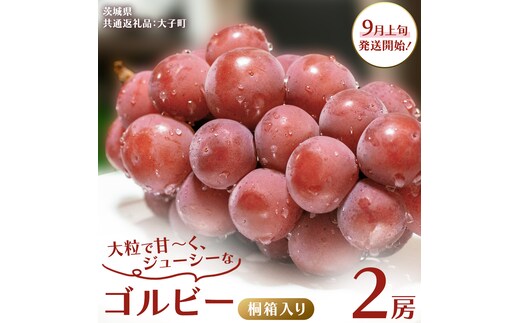 【桐箱入り】 ゴルビー ２房 【2026年9月上旬発送開始】(茨城県共通返礼品：大子町) ぶどう ブドウ 葡萄 果物 フルーツ 果実 贈答用 ギフト 贈り物 プレゼント