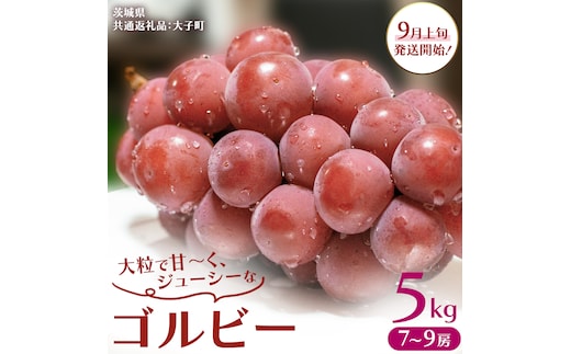 ゴルビー 5kg (7～9房)【2026年9月上旬発送開始】(茨城県共通返礼品：大子町) ぶどう ブドウ 葡萄 果物 フルーツ 果実