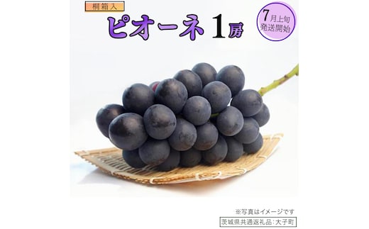 【桐箱入り】 ピオーネ １房【2026年7月上旬発送開始】(茨城県共通返礼品：大子町) ブドウ ぶどう 葡萄 ピオーネ 果物 フルーツ 果実 贈答用 贈り物 ギフト プレゼント