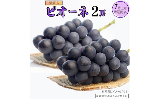 【桐箱入り】 ピオーネ ２房 【2026年7月上旬発送開始】(茨城県共通返礼品：大子町) ブドウ ぶどう 葡萄 ピオーネ 果物 フルーツ 果実 贈答用 贈り物 ギフト プレゼント