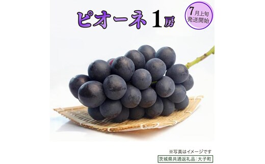 ピオーネ １房【2026年7月上旬発送開始】(茨城県共通返礼品：大子町) ブドウ ぶどう 葡萄 ピオーネ 果物 フルーツ 果実