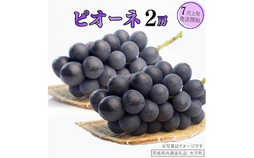 ピオーネ ２房【2026年7月上旬発送開始】(茨城県共通返礼品：大子町) ブドウ ぶどう 葡萄 ピオーネ 果物 フルーツ 果実