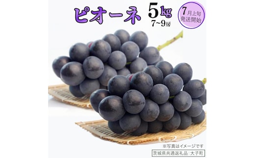ピオーネ 5kg ( 7～9房 )【2026年7月上旬発送開始】(茨城県共通返礼品：大子町) ブドウ ぶどう 葡萄 ピオーネ 果物 フルーツ 果実