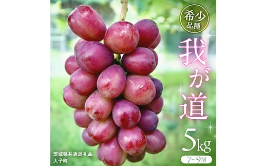 我が道 5kg (7～9房) 【2026年9月上旬発送開始】(茨城県共通返礼品：大子町) シャインマスカット ウインク 葡萄 ブドウ ぶどう 果物 フルーツ 希少 新品種