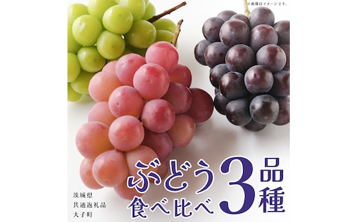 ぶどう ３品種 食べ比べ 【2026年8月上旬発送開始】(茨城県共通返礼品：大子町) ブドウ 葡萄 シャインマスカット 巨峰 ピオーネ ゴルビー 我が道 果物 フルーツ 果実