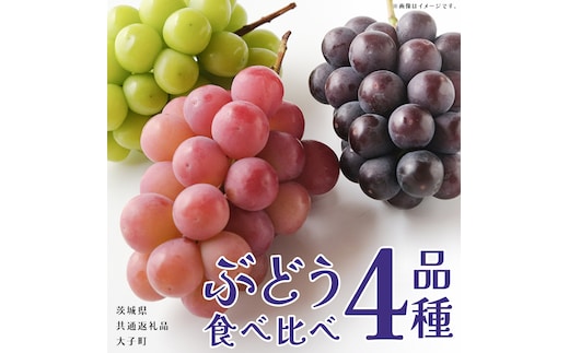 ぶどう ４品種 食べ比べ 【2026年8月上旬発送開始】(茨城県共通返礼品：大子町) ブドウ 葡萄 シャインマスカット 巨峰 ピオーネ ゴルビー 我が道 果物 フルーツ 果実