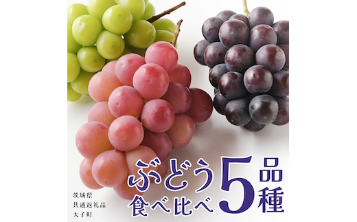 ぶどう ５品種 食べ比べ 【2026年8月上旬発送開始】(茨城県共通返礼品：大子町) ブドウ 葡萄 シャインマスカット 巨峰 ピオーネ ゴルビー 我が道 果物 フルーツ 果実