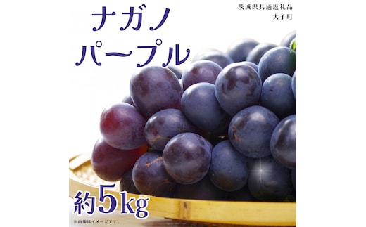 ナガノパープル 約5kg (7～9房)【2026年9月上旬発送開始】(茨城県共通返礼品：大子町) ぶどう 葡萄 ブドウ 果物 フルーツ 果実