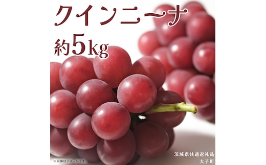 クインニーナ 約5kg (7～9房) 【2026年9月上旬発送開始】(茨城県共通返礼品：大子町) ぶどう 葡萄 ブドウ 果物 フルーツ 果実