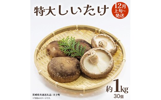 特大 しいたけ 約1kg (30個)【2026年12月上旬発送開始】(茨城県共通返礼品：大子町) 肉厚 椎茸 ステーキ 天ぷら 鍋料理