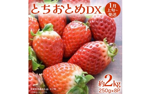とちおとめ DX 約2kg (250g×8P)【2027年1月上旬発送開始】(茨城県共通返礼品：大子町) 苺 いちご イチゴ 果物 フルーツ おやつ