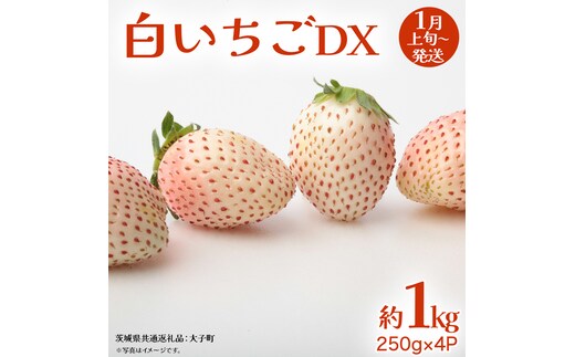 白いちご DX 約1kg (250g×4P)【2027年1月上旬発送開始】(茨城県共通返礼品：大子町) 苺 いちご イチゴ 果物 フルーツ おやつ