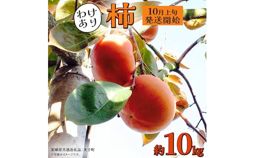 【 訳あり 】 柿 約10kg【2025年10月上旬発送開始】(茨城県共通返礼品：大子町)柿 かき カキ 果物 フルーツ 旬 季節限定 期間限定