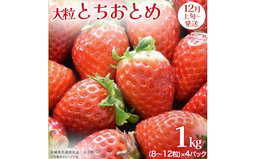 とちおとめ 大粒 250g（8～12粒）×4パック【2025年12月上旬発送開始】(茨城県共通返礼品：大子町) いちご 苺 果物 フルーツ 果実