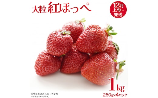 紅ほっぺ 大粒 250g（8～12粒）×4パック【2025年12月上旬発送開始】(茨城県共通返礼品：大子町) いちご 苺 果物 フルーツ 果実