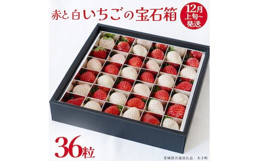 赤いちご と 白いちご の宝石箱36粒【2025年12月上旬発送開始】(茨城県共通返礼品：大子町) いちご 苺 果物 フルーツ 果実