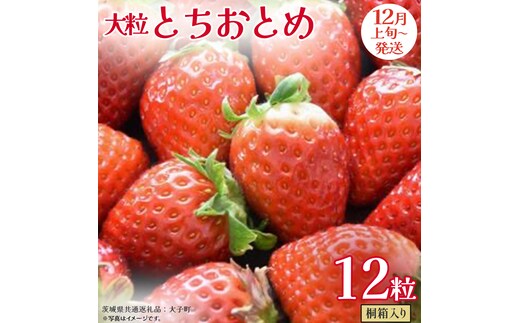 桐箱入り 大粒 とちおとめ 12粒【2025年12月上旬発送開始】(茨城県共通返礼品：大子町) いちご 苺 果物 フルーツ 果実
