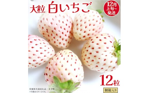 桐箱入り 大粒 白いちご 12粒【2025年12月上旬発送開始】(茨城県共通返礼品：大子町) いちご 苺 果物 フルーツ 果実