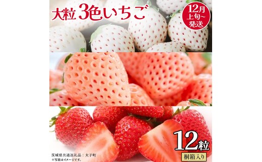桐箱入り 大粒 3色いちご 12粒【2025年12月上旬発送開始】(茨城県共通返礼品：大子町) いちご 苺 果物 フルーツ 果実