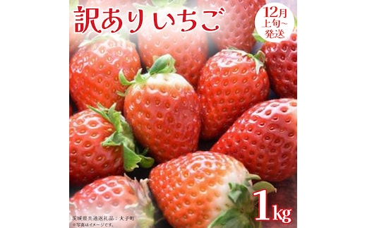 訳あり いちご 1kg【2025年12月上旬発送開始】(茨城県共通返礼品：大子町) 苺 果物 フルーツ 果実 ご家庭用
