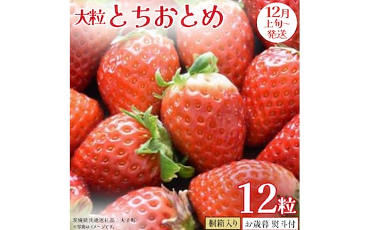 【 お歳暮 熨斗付き 】 桐箱入り 大粒 とちおとめ 12粒 (茨城県共通返礼品：大子町) いちご 苺 果物 フルーツ 果実 贈答用 ギフト 贈り物