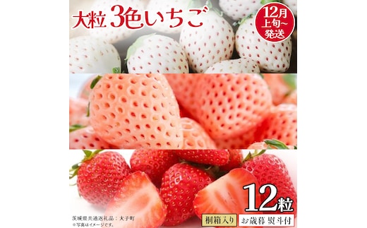 【 お歳暮 熨斗付き 】桐箱入り 大粒 3色いちご 12粒 (茨城県共通返礼品：大子町) いちご 苺 果物 フルーツ 果実 贈答用 ギフト 贈り物