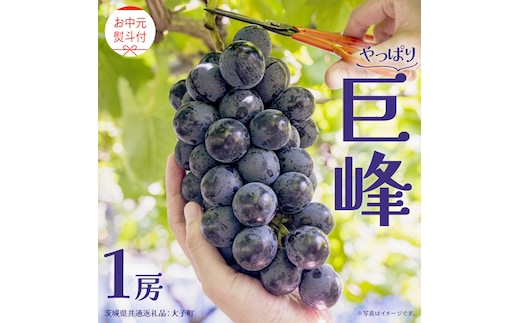 【 お中元 熨斗付き】 巨峰 １房 【2026年8月上旬発送開始】(茨城県共通返礼品：大子町) ぶどう 葡萄 ブドウ フルーツ 果物 スイーツ ギフト 贈答用 贈り物 プレゼント
