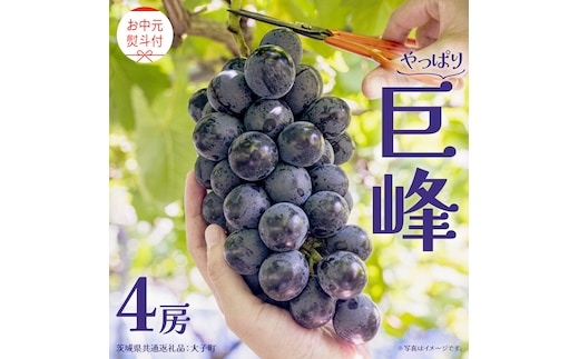 【 お中元 熨斗付き】 巨峰 ４房 【2026年8月上旬発送開始】(茨城県共通返礼品：大子町) ぶどう 葡萄 ブドウ フルーツ 果物 スイーツ ギフト 贈答用 贈り物 プレゼント