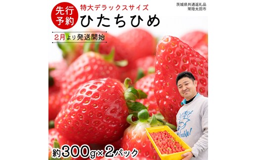 【 先行予約 】 ひたち姫 ( 2パック ) 特大 デラックス サイズ 【 2026年2月から発送開始 】( 茨城県共通返礼品 : 常陸太田市 ) いちご 数量限定 果物 くだもの フルーツ 苺 イチゴ ストロベリー 旬 大きい ひたち 甘い あまい
