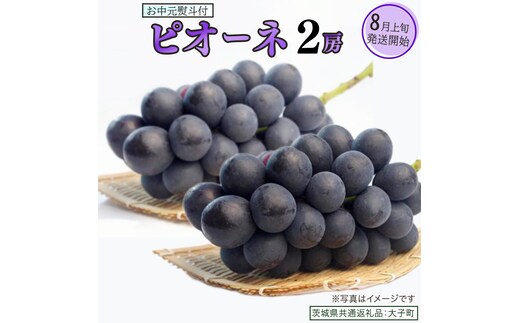 【 お中元 熨斗付き 】 ピオーネ ２房 【2026年8月上旬発送開始】(茨城県共通返礼品：大子町) ブドウ ぶどう 葡萄 ピオーネ 果物 フルーツ 果実