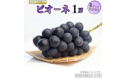 【 お中元 桐箱入り】 ピオーネ １房 【2026年8月上旬発送開始】(茨城県共通返礼品：大子町) ブドウ ぶどう 葡萄 ピオーネ 果物 フルーツ 果実 贈答用 贈り物 ギフト プレゼント
