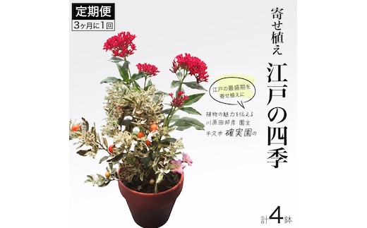 寄せ植え 江戸の四季 【 3ヶ月に1回お届け (全4回お届け) 】 植物 季節 旬 ガーデニング インテリア 定期便