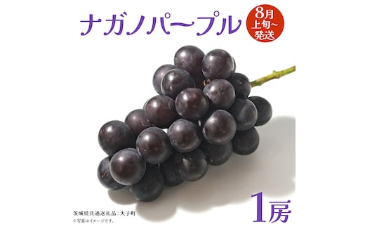 ナガノパープル 1房 【2026年8月上旬発送開始】(茨城県共通返礼品：大子町) ぶどう 葡萄 ブドウ 果物 フルーツ 果実