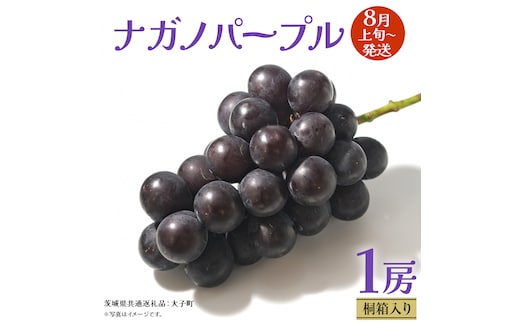 【 桐箱入り 】 ナガノパープル 1房 【2026年8月上旬発送開始】(茨城県共通返礼品：大子町) ぶどう 葡萄 ブドウ 果物 フルーツ 果物 贈答用 ギフト 贈り物