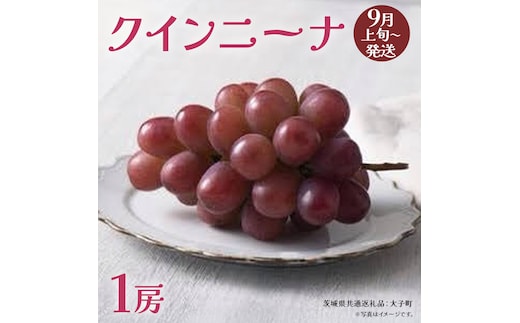 クインニーナ１房 【2026年9月上旬発送開始】(茨城県共通返礼品：大子町) ぶどう 葡萄 ブドウ 果物 フルーツ 果実