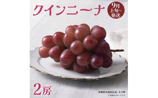クインニーナ２房 【2026年9月上旬発送開始】(茨城県共通返礼品：大子町) ぶどう 葡萄 ブドウ 果物 フルーツ 果実