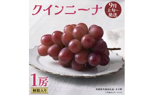 【 桐箱入り 】 クインニーナ１房 【2026年9月上旬発送開始】(茨城県共通返礼品：大子町) ぶどう 葡萄 マスカット フルーツ 果物 贈答用 ギフト 贈り物