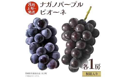 【 桐箱入り 】 ナガノパープル と ピオーネ (各１房)【2026年8月上旬発送開始】(茨城県共通返礼品：大子町) ぶどう 葡萄 マスカット フルーツ 果物 贈答用 ギフト 贈り物