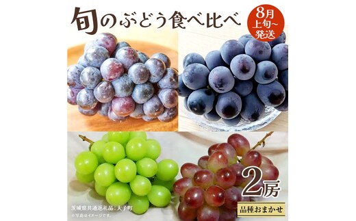 旬な ぶどう 食べ比べ 700g × ２房【2026年8月上旬発送開始】(茨城県共通返礼品：大子町) ぶどう 葡萄 フルーツ 果物 おまかせ お楽しみ