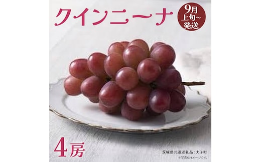 クインニーナ４房 【2026年9月上旬発送開始】(茨城県共通返礼品：大子町) ぶどう 葡萄 ブドウ 果物 フルーツ 果実